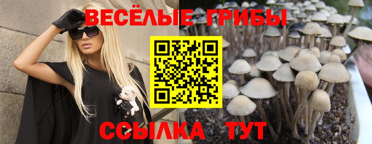 Галлюциногенные грибы MAGIC MUSHROOMS  Вход с VPN  Новоалтайск 